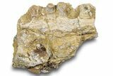 Permian Amphibian (Eryops) Fossil Jaw Section - Texas #251366-1